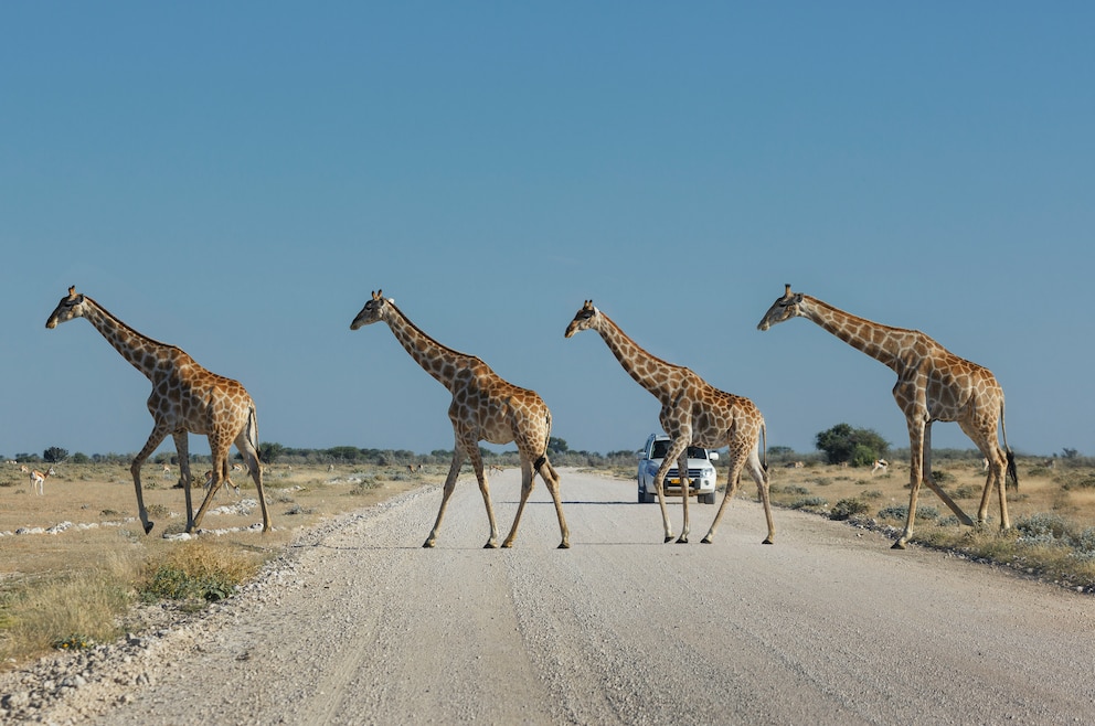 Giraffen Etosha-Nationalpark