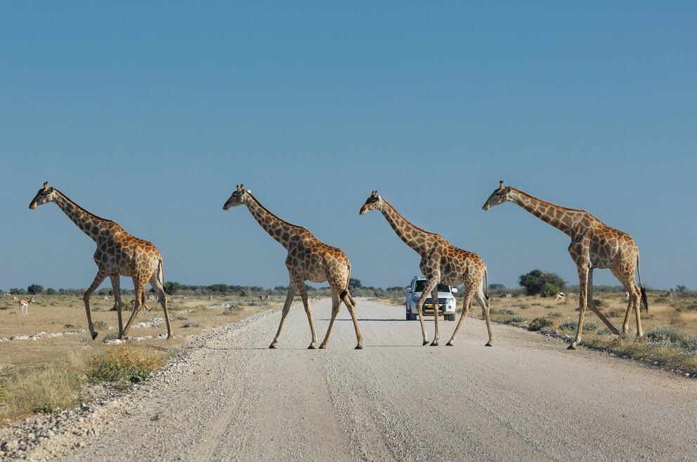 Giraffen Etosha-Nationalpark