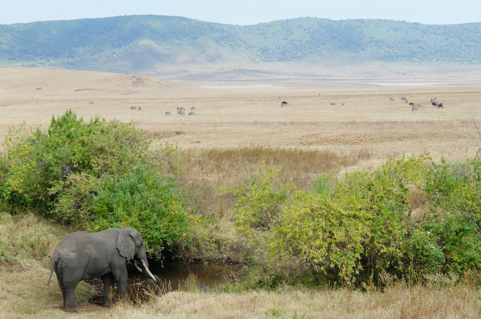 Elefant Ngorongoro-Krater