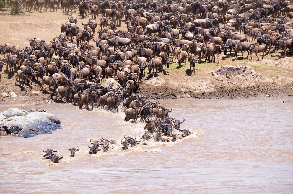 Gnus Serengeti