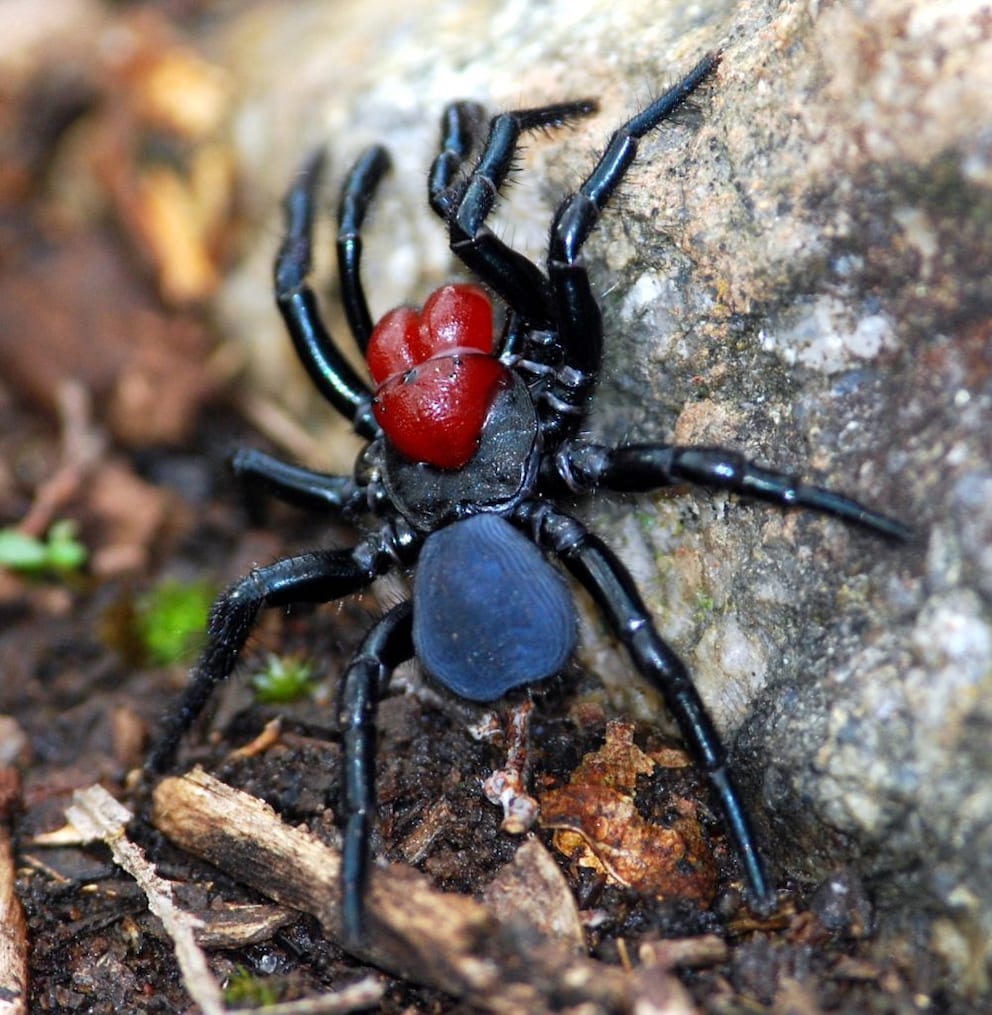 most venomous spiders in the world