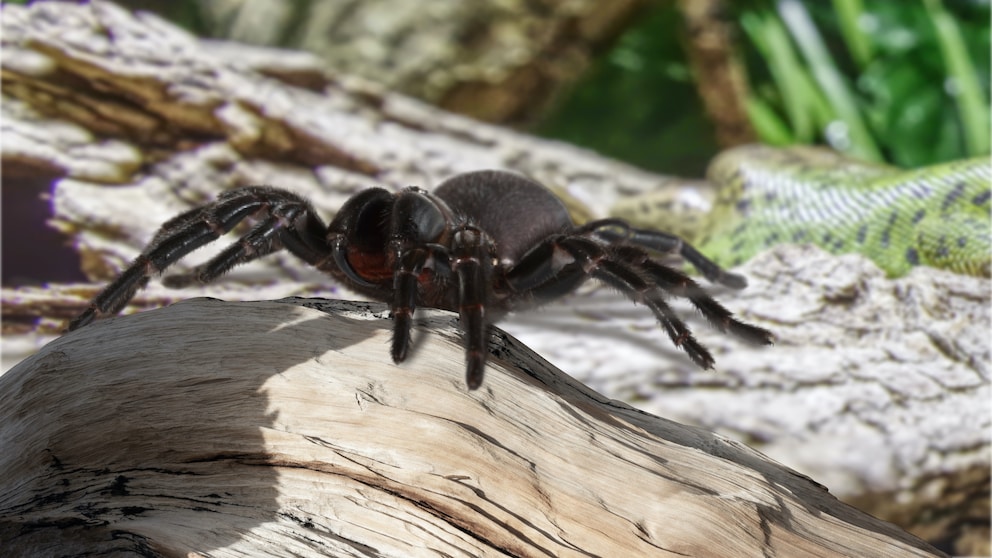 Sydney-Trichternetzspinne