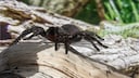 Sydney-Trichternetzspinne