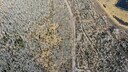 Blick auf Pando, das mutmaßlich älteste Lebewesen der Welt, Ende November 2021. Die sogenannte Klonkolonie ist akut gefährdet.
