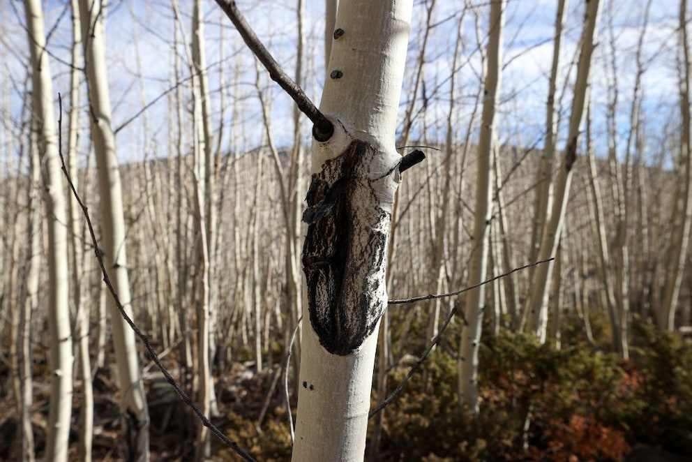 This photo shows Pando's problem: Young shoots are being nibbled by wildlife from the surrounding area