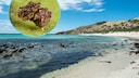 Mörderspinne Australien