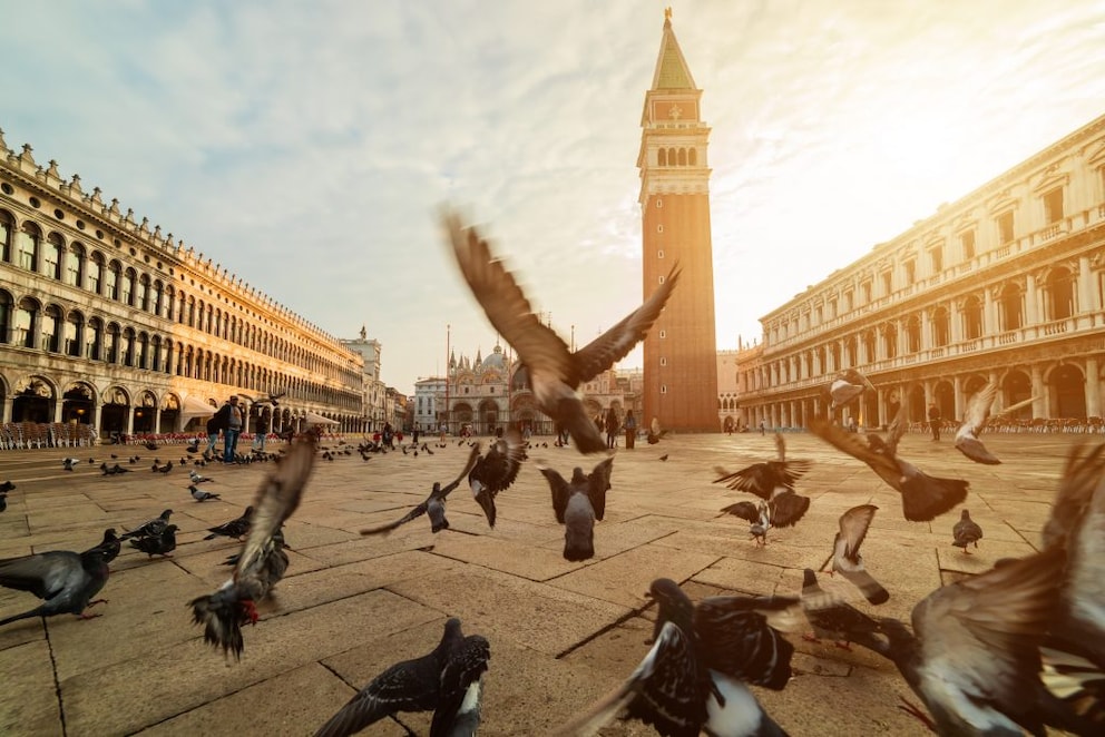 Pigeons are as much a part of Venice as the carnival–but you shouldn't feed them