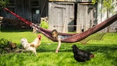 Kind entspannt in Hängematte - das sind die besten Bauernhöfe Deutschlands 2022