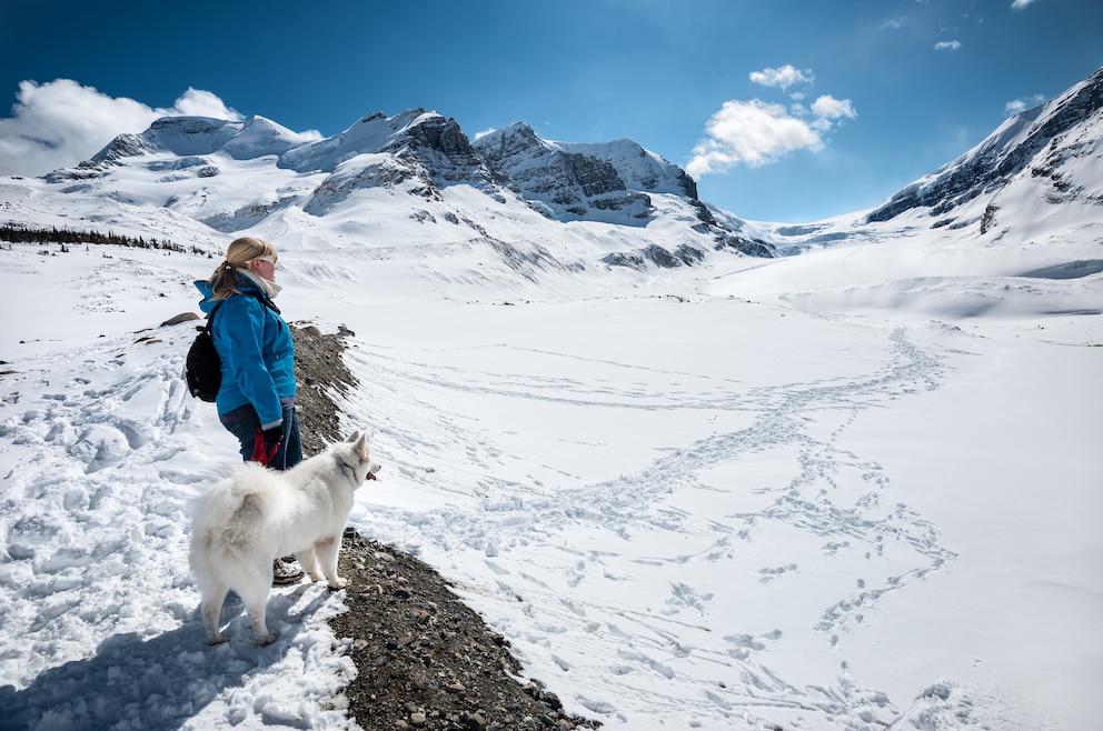 Clumbia-Eisfeld, Banff-Nationalpark