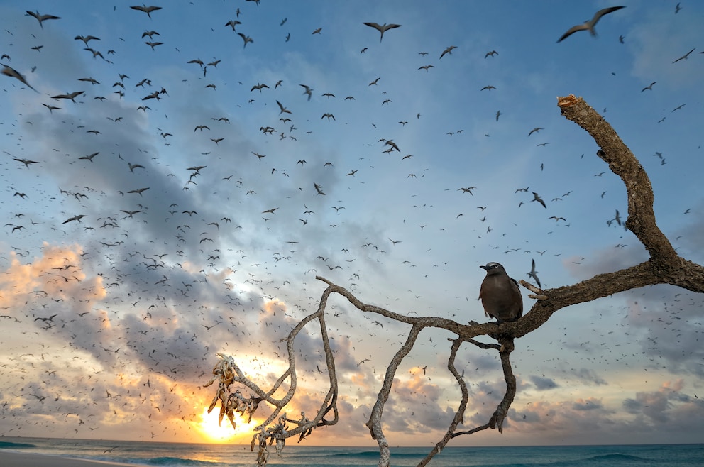 Vögel Bird Island