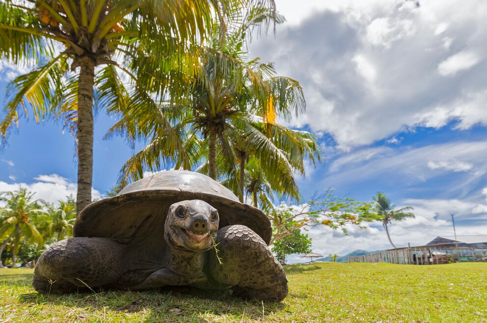 Schildkröte Curieuse Island