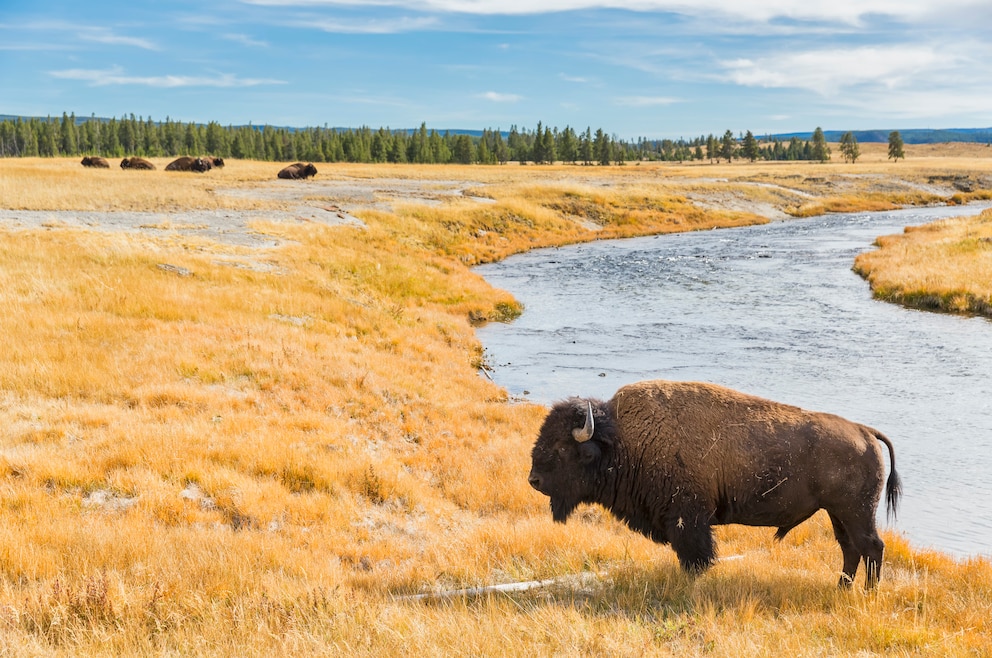 Bison Yellowstone-Nationalpark