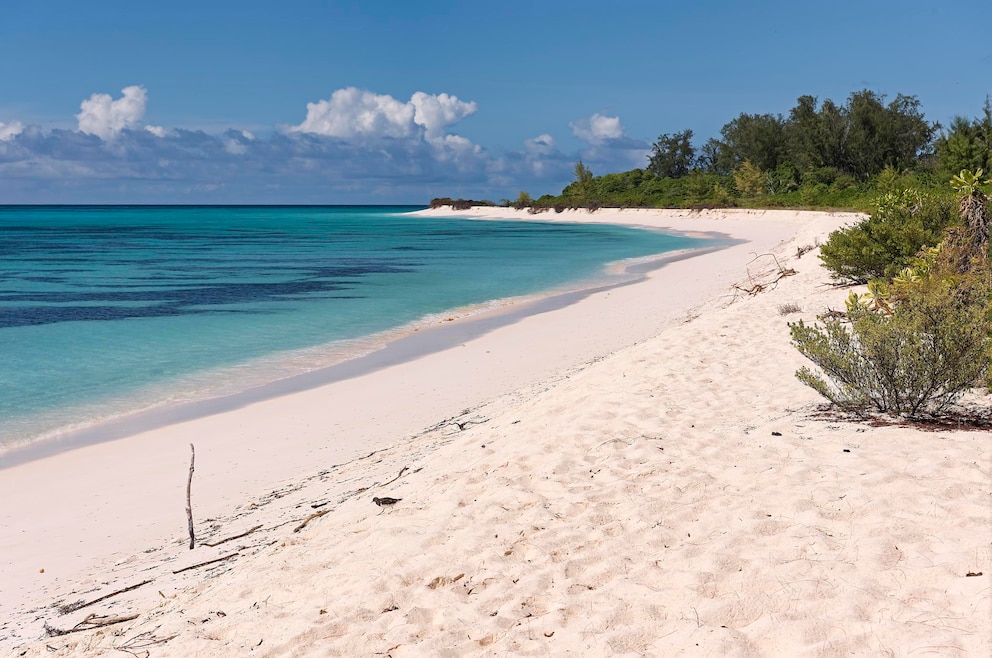 Strand Bird Island