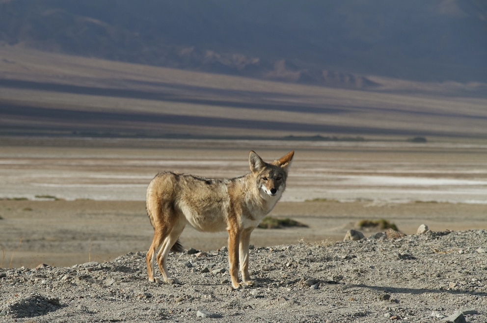 Koyote Death Valley