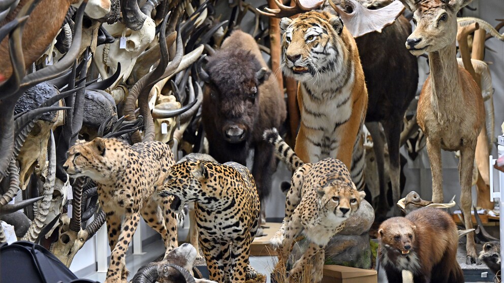 Naturkundemuseum Erfurt