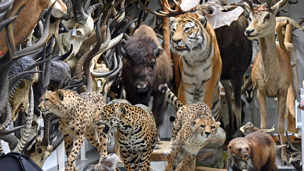 Naturkundemuseum Erfurt