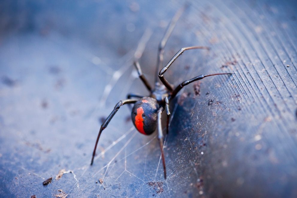 Die Rotrückenspinne gehört zu den giftigsten Spinnen der Welt. Da sie sich gern unter Klobrillen versteckt wird sie in Australien scherzhaft auch als „Klospinne“ bezeichnet.