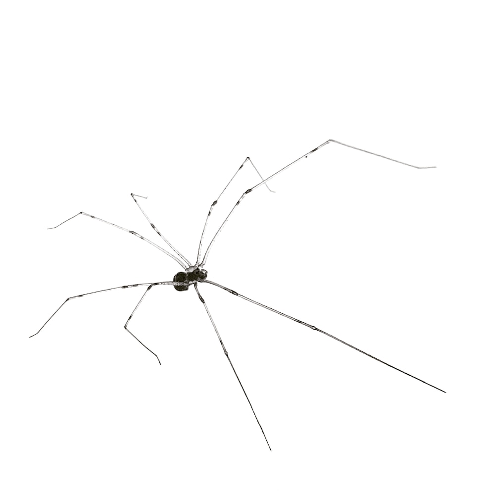 Die Zitterspinne heißt im englischen Daddy Long Legs und ähnelt mit ihren langen Beinen ein bisschen dem in Deutschland heimischen Weberknecht