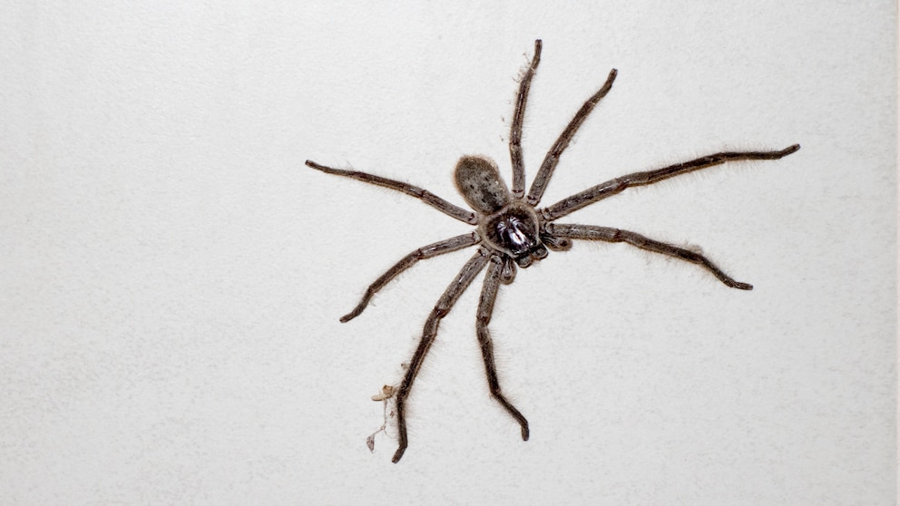 Die australische Riesenkrabbenspinne kann bis zu 40 cm groß werden