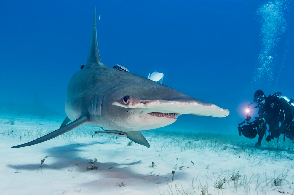 Hammerhai tauchen Bimini