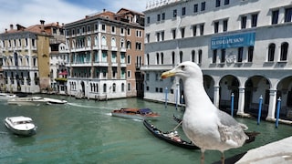 Venedig Möwen