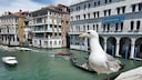 Venedig Möwen