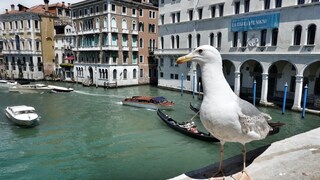 Venedig Möwen