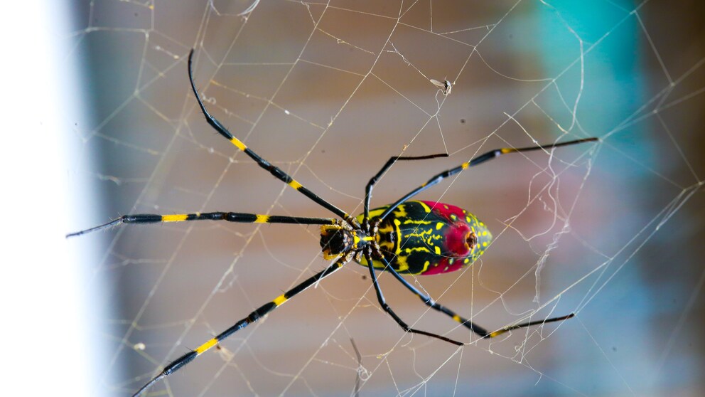 Joro-Spinne