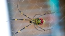 Joro-Spinne
