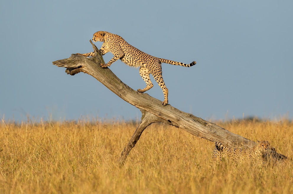 Gepard Masai Mara