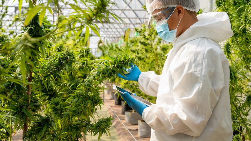 Thailand Cannabis