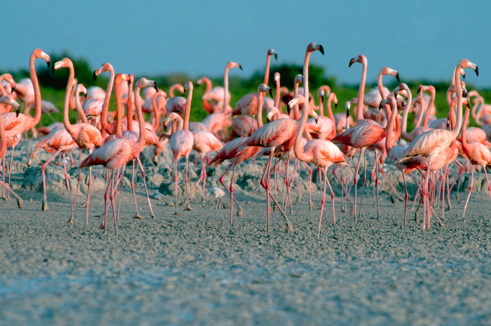 Flamingos auf Gran Inagua