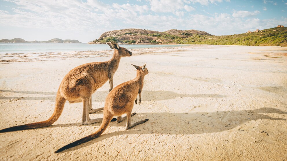 Australien Corona Känguruh