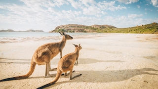 Australien Corona Känguruh