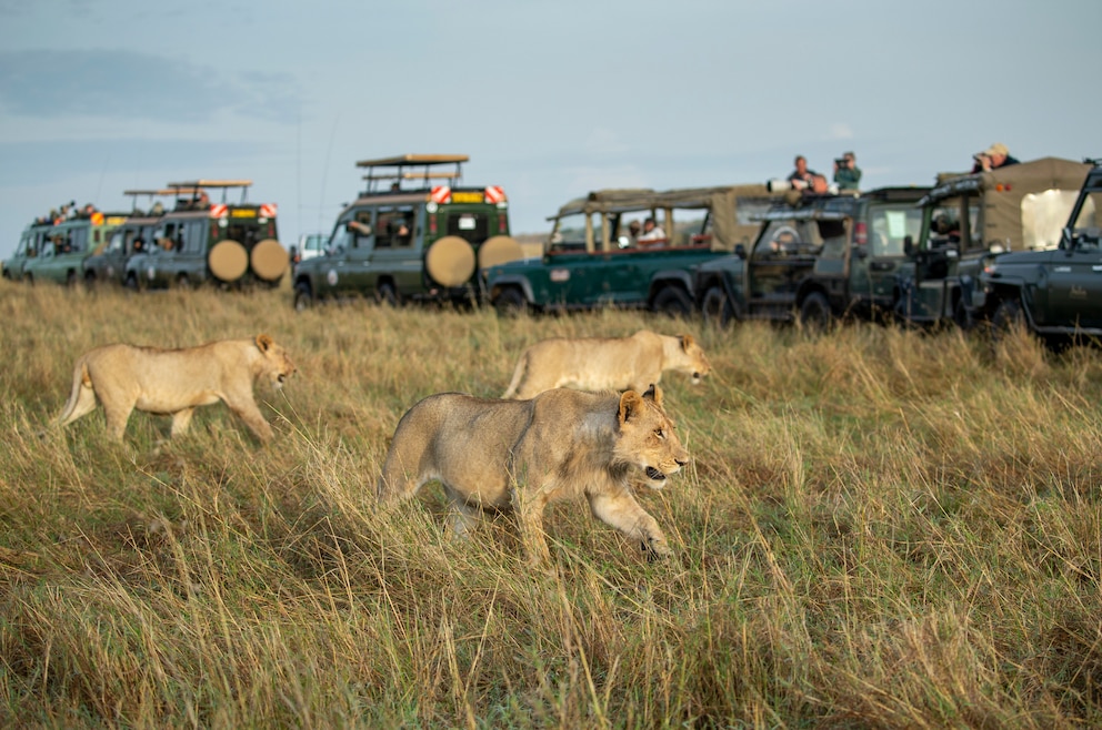 Löwen Masai Mara