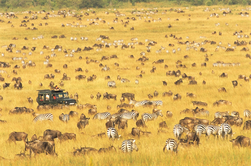 Migration Masai Mara