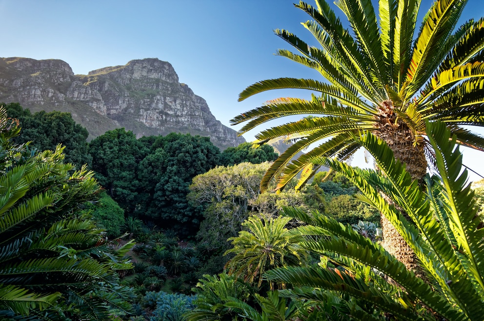 Kirstenbosch Botanical Gardens