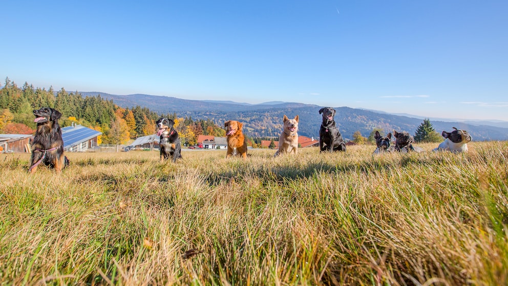 hundefreundliche Hotels