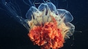 Giftige Quallen: Die gelbe Haarqualle oder Feuerqualle