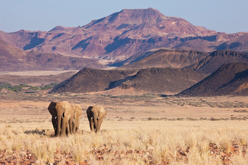 In Namibia kann man mit etwas Glück die sehr seltenen Wüstenelefanten erspähen