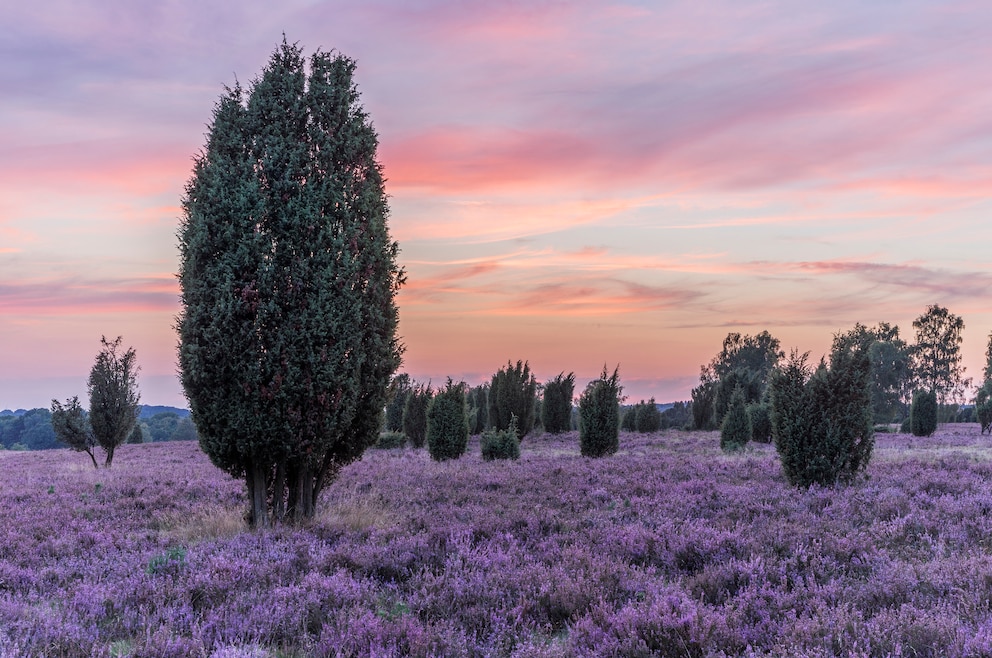 Lüneburger Heide