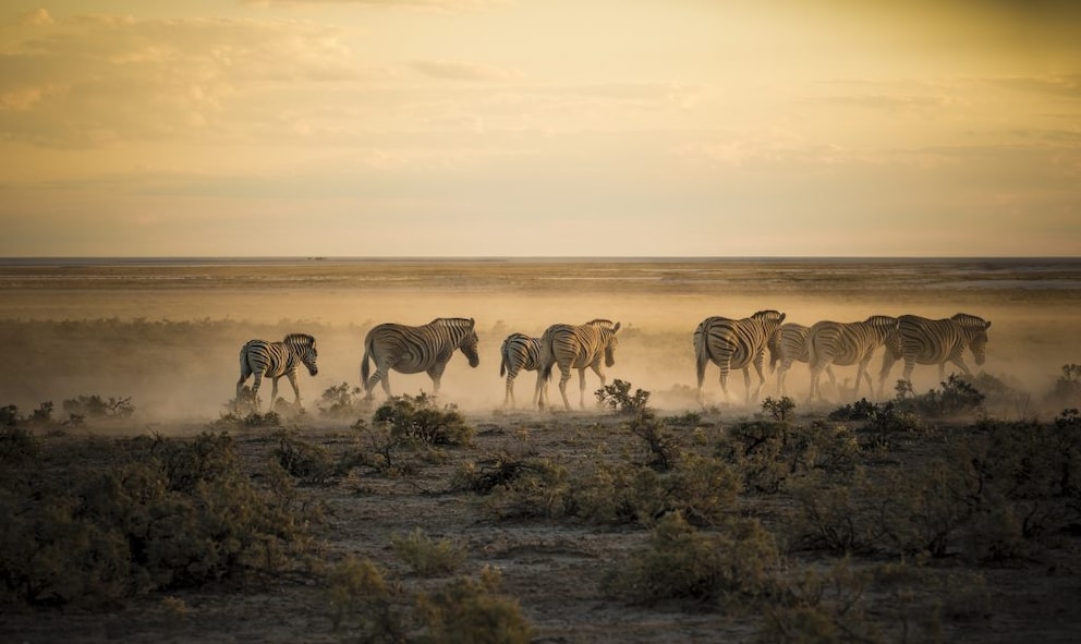 A herd of zebras in the morning light in Etosha National Park in Namibia