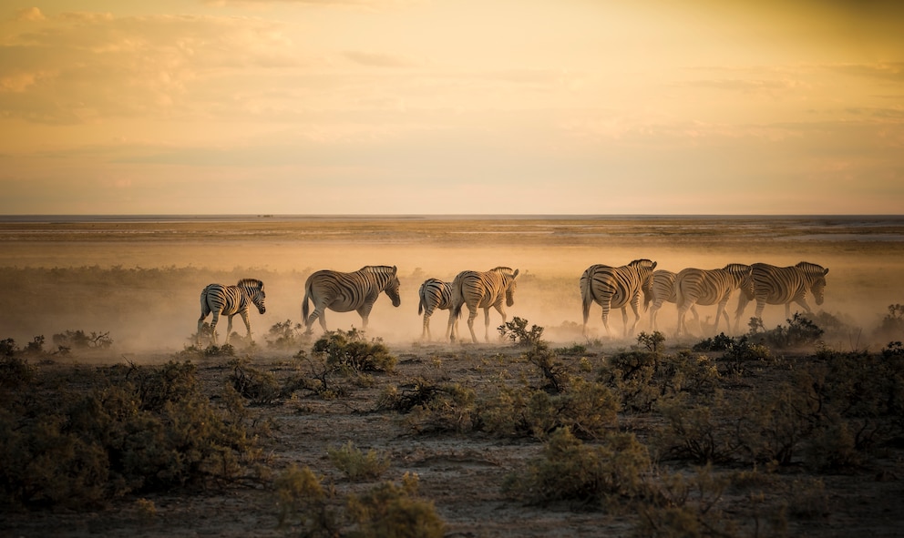 Eine Zebraherde im Morgenlicht im Etosha Nationalpark in Namibia