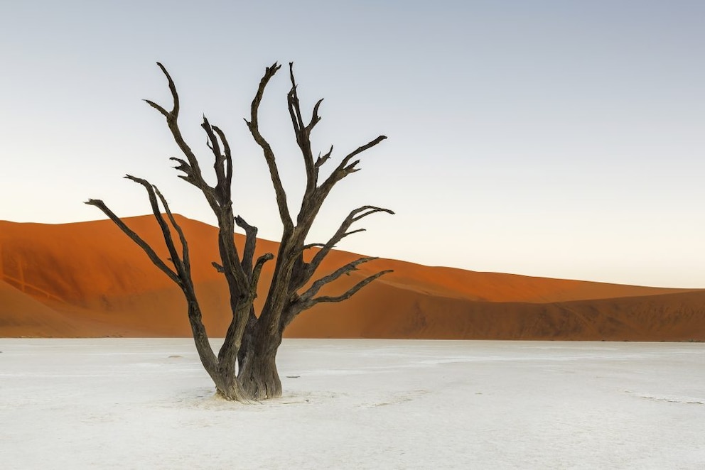 For over 800 years, the sun-scorched acacias have stood in Dead Vlei