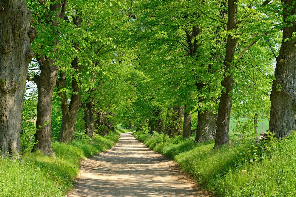 Eine Lindenallee im Biosphärenreservat Schorfheide