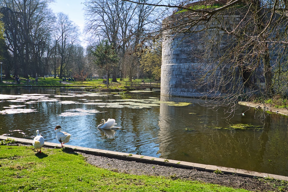 Schwäne im Stadtpark Maastricht mit Blick auf die Stadtmauer