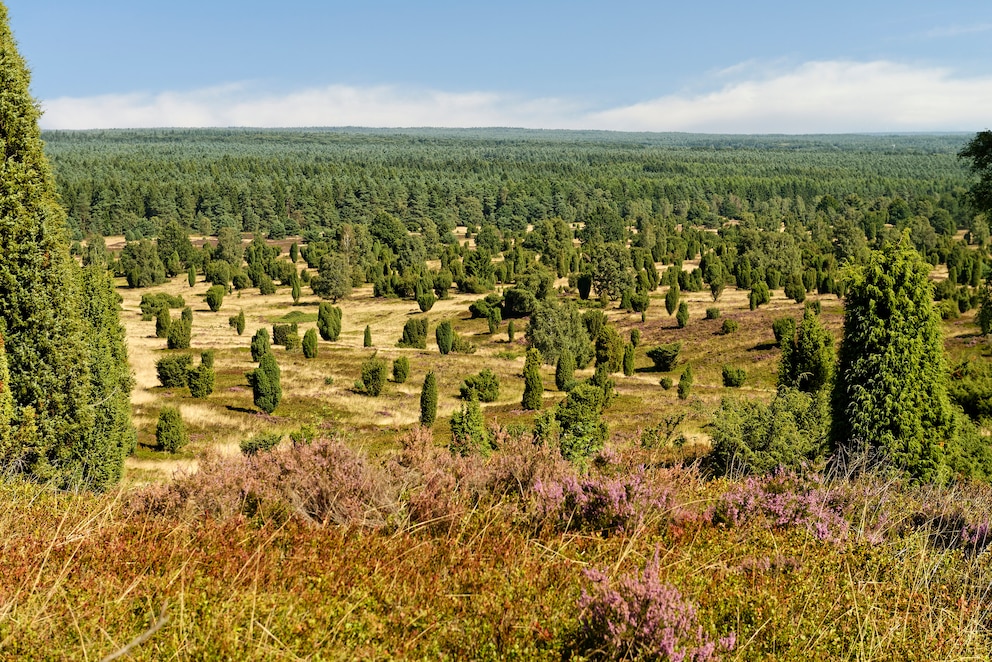 Die Lüneburger Heide lohnt sich für einen Besuch