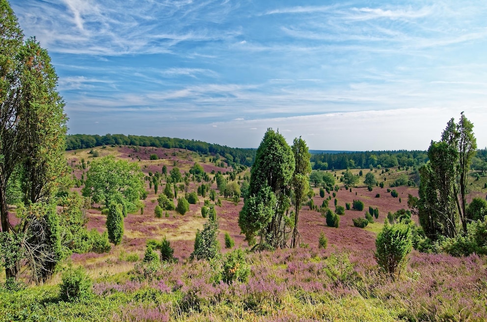 Der Heidschnuckenweg in der Lüneburger Heide