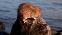 Ratte Niederlande