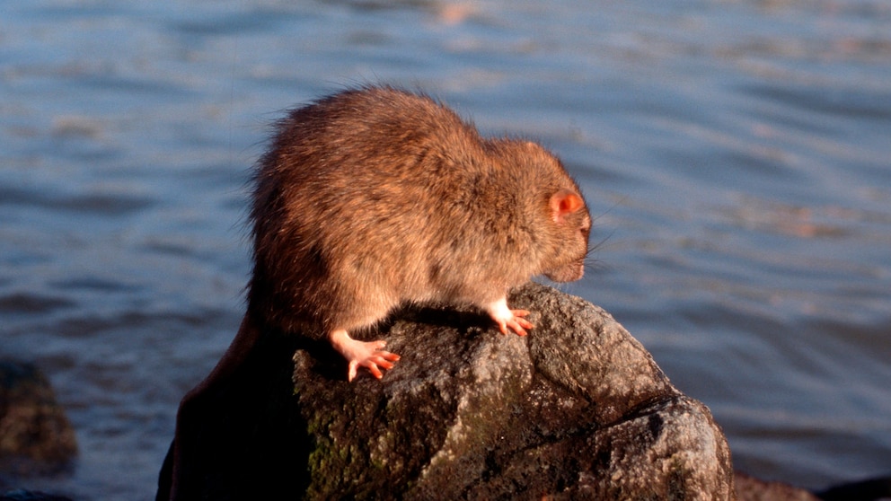 Ratte Niederlande